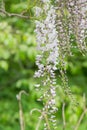 Japanese Wisteria floribunda Kimono, racemes flowering white with a blue eye